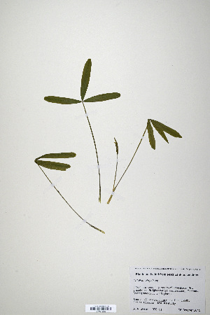  (Trifolium virginicum - CP0019920)  @11 [ ] CreativeCommons  Attribution Non-Commercial No Derivatives (2020) Herbarium C Natural History Museum of Denmark