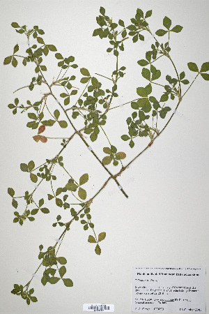  (Trifolium mutabile - CP0019922)  @11 [ ] CreativeCommons  Attribution Non-Commercial No Derivatives (2020) Herbarium C Natural History Museum of Denmark