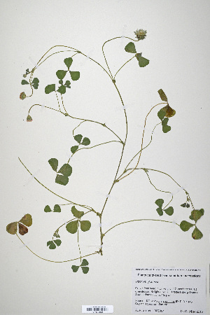  (Trifolium globosum - CP0019923)  @11 [ ] CreativeCommons  Attribution Non-Commercial No Derivatives (2020) Herbarium C Natural History Museum of Denmark