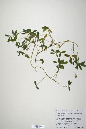  (Trifolium latinum - CP0019924)  @11 [ ] CreativeCommons  Attribution Non-Commercial No Derivatives (2020) Herbarium C Natural History Museum of Denmark