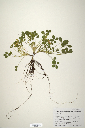  (Trifolium affine - CP0019925)  @11 [ ] CreativeCommons  Attribution Non-Commercial No Derivatives (2020) Herbarium C Natural History Museum of Denmark