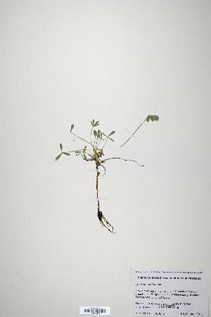  (Trifolium andersonii - CP0019926)  @11 [ ] CreativeCommons  Attribution Non-Commercial No Derivatives (2020) Herbarium C Natural History Museum of Denmark