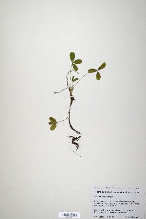  (Trifolium caucasicum - CP0019927)  @11 [ ] CreativeCommons  Attribution Non-Commercial No Derivatives (2020) Herbarium C Natural History Museum of Denmark
