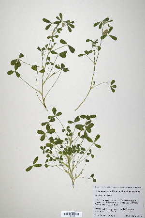  (Trifolium gemellum - CP0019928)  @11 [ ] CreativeCommons  Attribution Non-Commercial No Derivatives (2020) Herbarium C Natural History Museum of Denmark