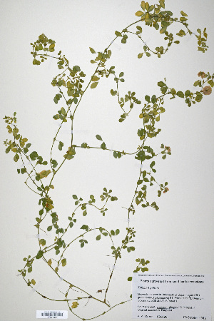  (Trifolium patens - CP0019931)  @11 [ ] CreativeCommons  Attribution Non-Commercial No Derivatives (2020) Herbarium C Natural History Museum of Denmark