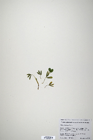  (Trifolium leucanthum - CP0019932)  @11 [ ] CreativeCommons  Attribution Non-Commercial No Derivatives (2020) Herbarium C Natural History Museum of Denmark