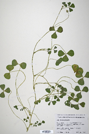  (Trifolium eriosphaerum - CP0019933)  @11 [ ] CreativeCommons  Attribution Non-Commercial No Derivatives (2020) Herbarium C Natural History Museum of Denmark