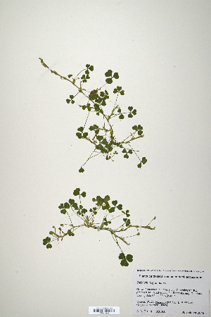  (Trifolium riograndense - CP0019934)  @11 [ ] CreativeCommons  Attribution Non-Commercial No Derivatives (2020) Herbarium C Natural History Museum of Denmark