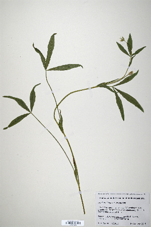  (Trifolium kingii var. productum - CP0019935)  @11 [ ] CreativeCommons  Attribution Non-Commercial No Derivatives (2020) Herbarium C Natural History Museum of Denmark