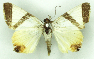  (Eulepidotis santarema - MJC_731)  @11 [ ] CC-BY-NC (2024) Matthew J.W. Cock Unspecified