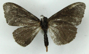  ( - MJC_796)  @11 [ ] CC-BY-NC (2024) M.J.W. Cock Unspecified