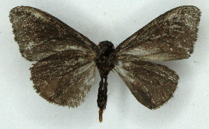  ( - MJC_796)  @11 [ ] CC-BY-NC (2024) M.J.W. Cock Unspecified