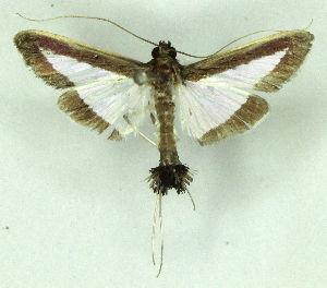  (Diaphania subtilalis - MJC_804)  @11 [ ] CC-BY-NC (2024) M.J.W. Cock Unspecified