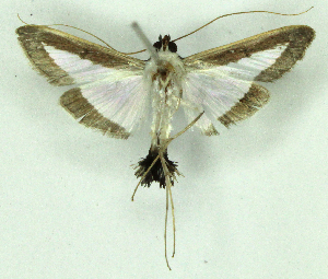  ( - MJC_804)  @11 [ ] CC-BY-NC (2024) M.J.W. Cock Unspecified