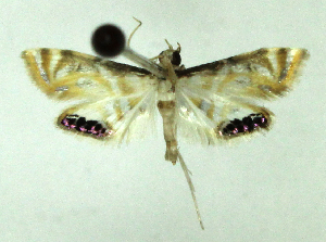  (Petrophila opulentalis - MJC_808)  @11 [ ] CC-BY-NC (2024) M.J.W. Cock Unspecified