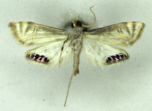  ( - MJC_808)  @11 [ ] CC-BY-NC (2024) M.J.W. Cock Unspecified