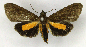  ( - MJC_845)  @11 [ ] CC-BY-NC (2025) Matthew J.W. Cock Unspecified