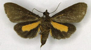  ( - MJC_845)  @11 [ ] CC-BY-NC (2025) Matthew J.W. Cock Unspecified