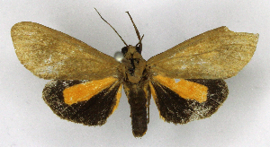  ( - MJC_867)  @11 [ ] CC-BY-NC (2025) Matthew J.W. Cock Unspecified