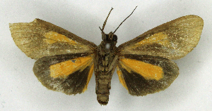  ( - MJC_867)  @11 [ ] CC-BY-NC (2025) Matthew J.W. Cock Unspecified