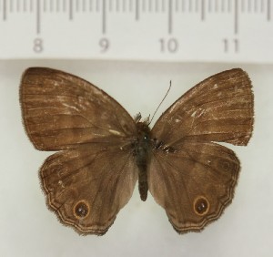  ( - MJC603)  @11 [ ] CC-BY-NC (2024) J. Morrall Unspecified