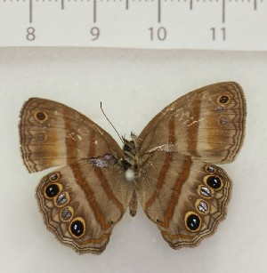  ( - MJC603)  @11 [ ] CC-BY-NC (2024) J. Morrall Unspecified