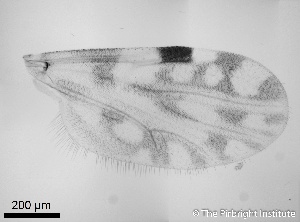  ( - TPI:ENT:#0000190)  @12 [ ] Copyright (2014) Lara E. Harrup The Pirbright Institute, Ash Road, Pirbright, Woking, Surrey, GU240NF, UK