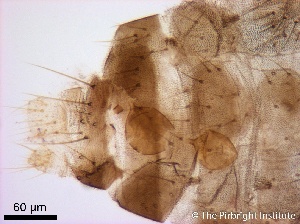  ( - TPI:ENT:#0000192)  @12 [ ] Copyright (2014) Lara E. Harrup The Pirbright Institute, Ash Road, Pirbright, Woking, Surrey, GU240NF, UK