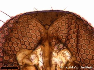  (Culicoides guyanensis - TPI:ENT:#0000197)  @13 [ ] Copyright (2014) Lara E. Harrup The Pirbright Institute, Ash Road, Pirbright, Woking, Surrey, GU240NF, UK