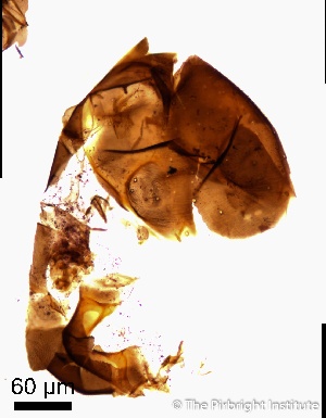  ( - TPI:ENT:#0000218)  @12 [ ] Copyright (2014) Lara E. Harrup The Pirbright Institute, Ash Road, Pirbright, Woking, Surrey, GU240NF, UK