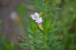  (Gratiola officinalis - 85_1)  @11 [ ] Copyright (2013) M. Lazarus UG