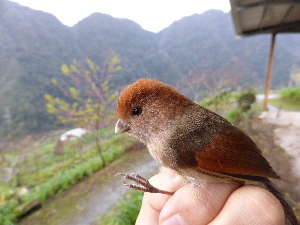  ( - K37047)  @11 [ ] CreativeCommons - Attribution Non-Commercial Share-Alike (2019) Unspecified College of Environmental Studies, National Dong Hwa University