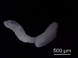  ( - Diplo1_I8_LdJUZ_A74.3)  @13 [ ] No Rights Reserved (2014) Unspecified Environment Canada