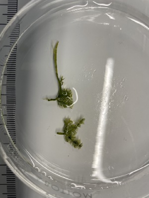  ( - ESC_134_A)  @11 [ ] by-nc-sa (2024) Unspecified Bigelow Laboratory for Ocean Sciences