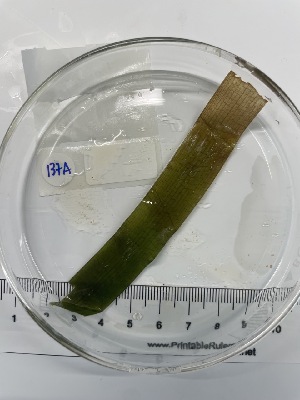  ( - ESC_137_A)  @11 [ ] by-nc-sa (2024) Unspecified Bigelow Laboratory for Ocean Sciences