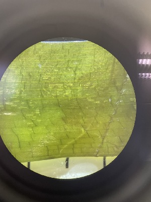  ( - ESC_137_A)  @11 [ ] by-nc-sa (2024) Unspecified Bigelow Laboratory for Ocean Sciences