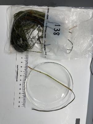  ( - ESC_138_A)  @11 [ ] by-nc-sa (2024) Unspecified Bigelow Laboratory for Ocean Sciences