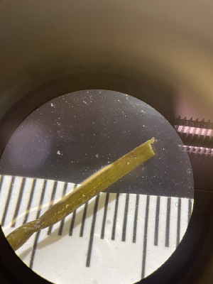  ( - ESC_138_A)  @11 [ ] by-nc-sa (2024) Unspecified Bigelow Laboratory for Ocean Sciences