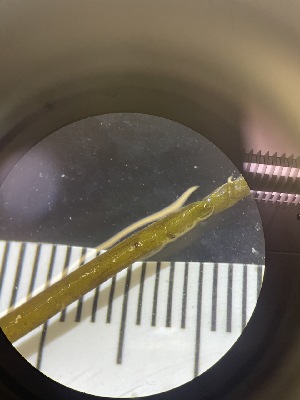  ( - ESC_138_A)  @11 [ ] by-nc-sa (2024) Unspecified Bigelow Laboratory for Ocean Sciences