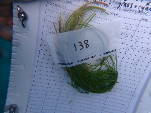  ( - ESC_138_A)  @11 [ ] by-nc-sa (2024) Unspecified Bigelow Laboratory for Ocean Sciences