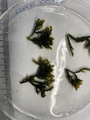  (Caulerpa cupressoides var. lycopodium - ESC_142_A)  @11 [ ] by-nc-sa (2024) Unspecified Bigelow Laboratory for Ocean Sciences