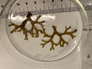  ( - ESC_147_A)  @11 [ ] Unspecified (default): All Rights Reserved  Unspecified Unspecified