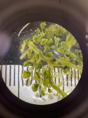  ( - ESC_149_A)  @11 [ ] by-nc-sa (2024) Unspecified Bigelow Laboratory for Ocean Sciences