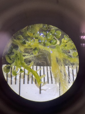  ( - ESC_149_A)  @11 [ ] by-nc-sa (2024) Unspecified Bigelow Laboratory for Ocean Sciences