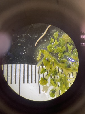  ( - ESC_149_A)  @11 [ ] by-nc-sa (2024) Unspecified Bigelow Laboratory for Ocean Sciences