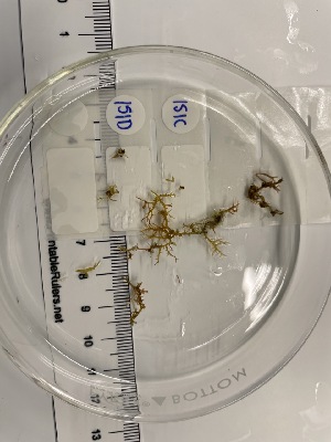  ( - ESC_151_C)  @11 [ ] Unspecified (default): All Rights Reserved  Unspecified Unspecified