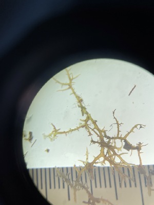  ( - ESC_151_C)  @11 [ ] Unspecified (default): All Rights Reserved  Unspecified Unspecified