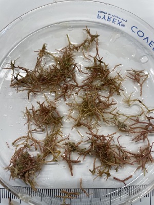  ( - ESC_155_A)  @11 [ ] Unspecified (default): All Rights Reserved  Unspecified Unspecified