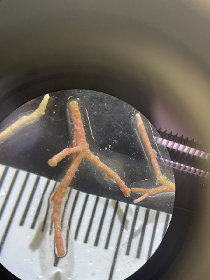  ( - ESC_155_A)  @11 [ ] Unspecified (default): All Rights Reserved  Unspecified Unspecified