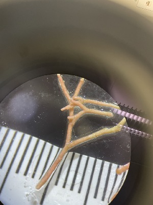  ( - ESC_155_A)  @11 [ ] Unspecified (default): All Rights Reserved  Unspecified Unspecified